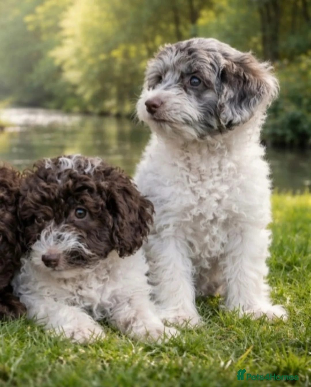 Mixed Breed dogs for sale: F1B MINI GOLDENDOODLES READY NOW  - Advert 1