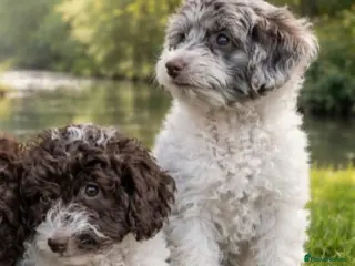 Mixed Breed dogs F1B MINI GOLDENDOODLES READY NOW - Advert 12