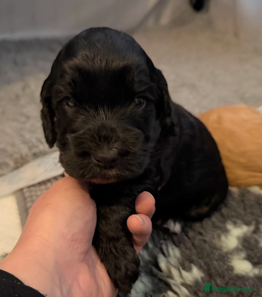 Cockapoo dogs for sale: 🐾💕 Exceptional F2 Cockapoo Puppies💕🐾 - Advert 9