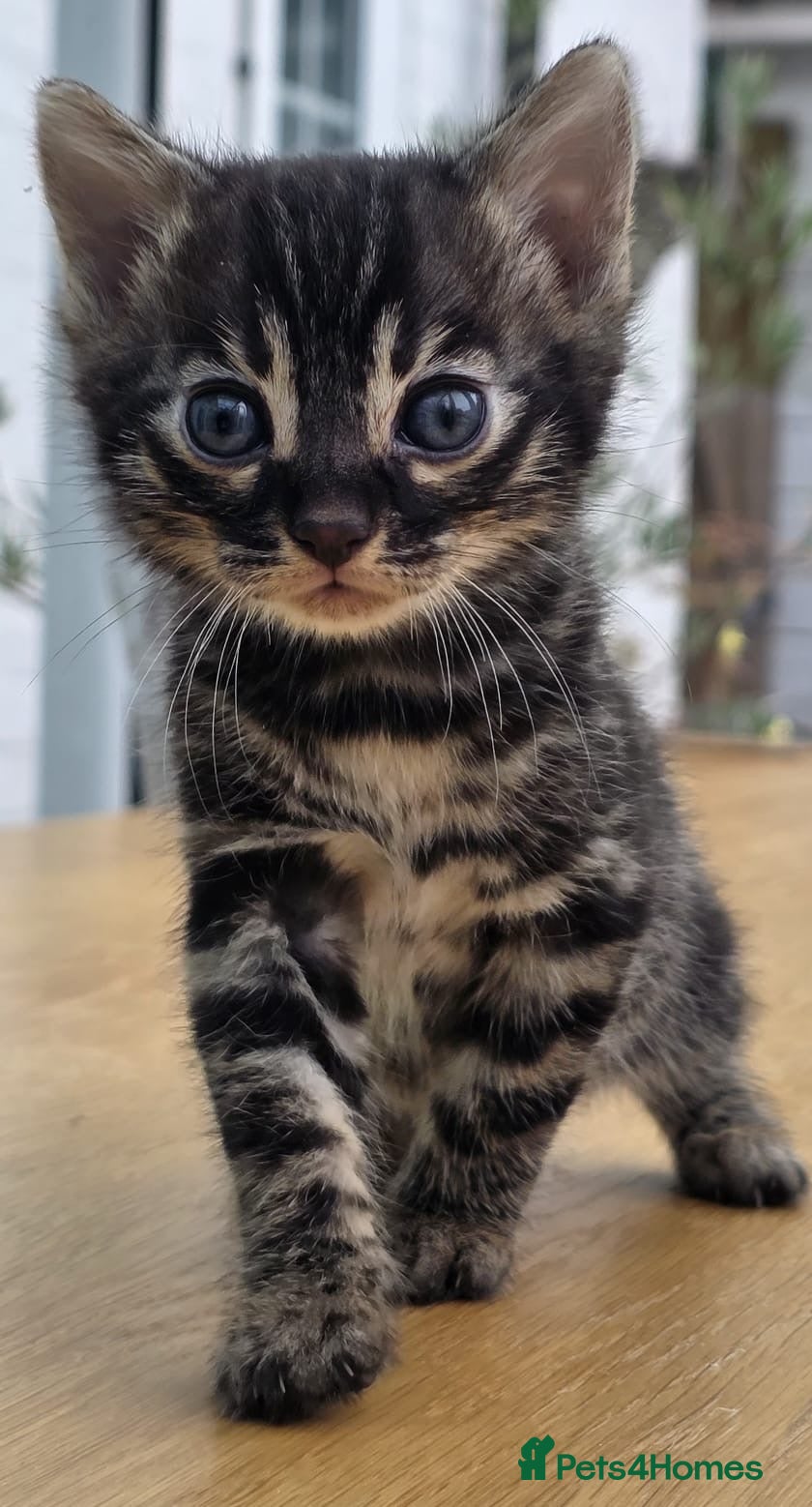Bengal cats 🐆 2 BEAUTIFUL TICA BENGAL GIRLS – £1,200 EACH 🐆 - Advert 2