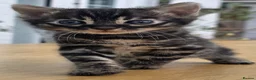 Bengal cats for sale: 🐆 2 BEAUTIFUL TICA BENGAL GIRLS – £1,200 EACH 🐆 - Advert 2
