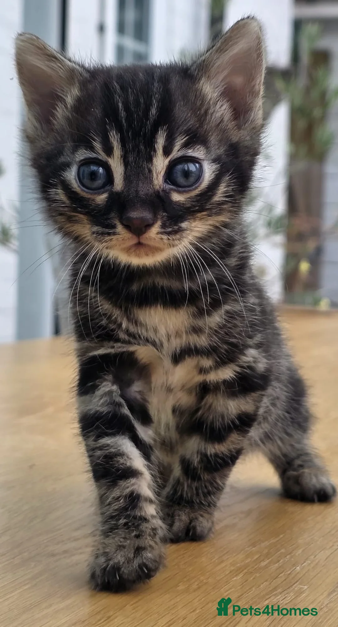 Bengal cats for sale: 🐆 2 BEAUTIFUL TICA BENGAL GIRLS – £1,200 EACH 🐆 - Advert 2