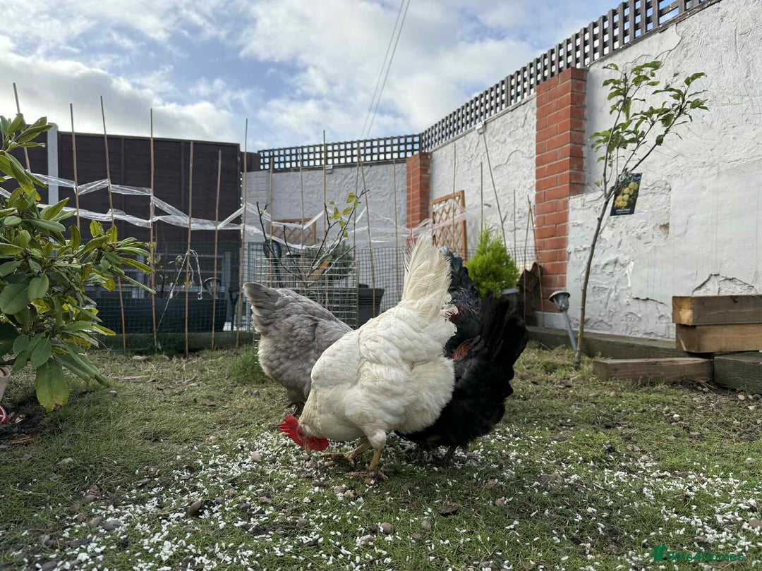 Chickens poultry for sale: 3 hens chickens and 1 cock  Roomster with house - Image 8