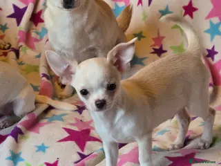 Chihuahua dogs Smoothcoat Chihuahua Boy - Advert 6