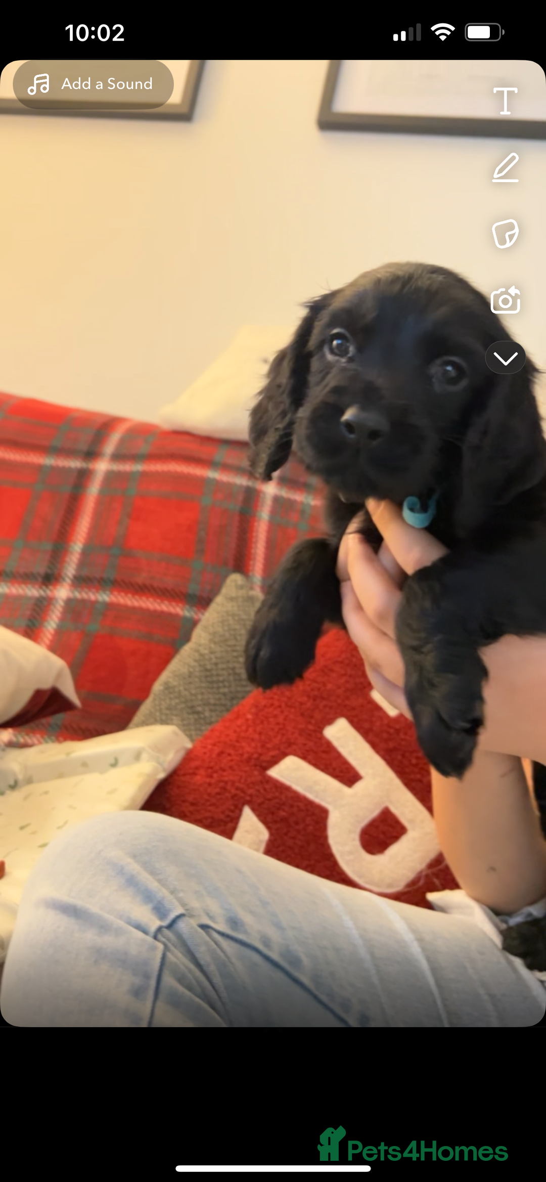 Cocker Spaniel dogs for sale: Cocker Spaniel Puppies🐕🐕 READY 30TH NOVEMBER 💙 - Advert 32