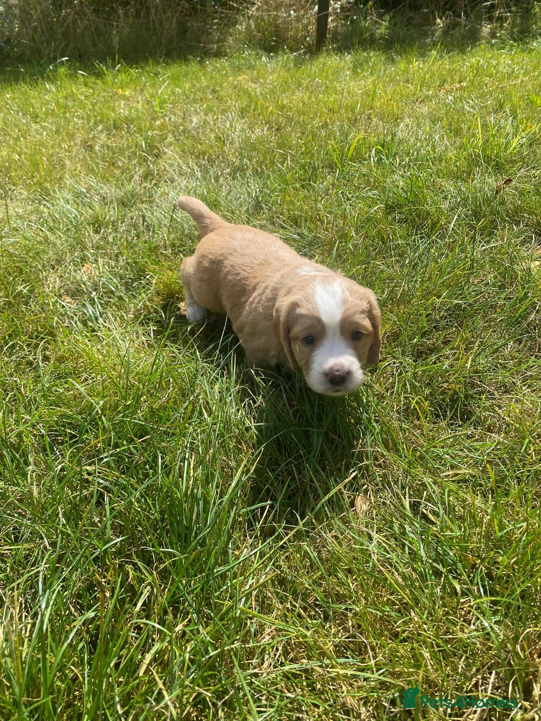 Cocker Spaniel dogs for sale: Golden & Red Working Cocker Spaniel Puppies - Image 10