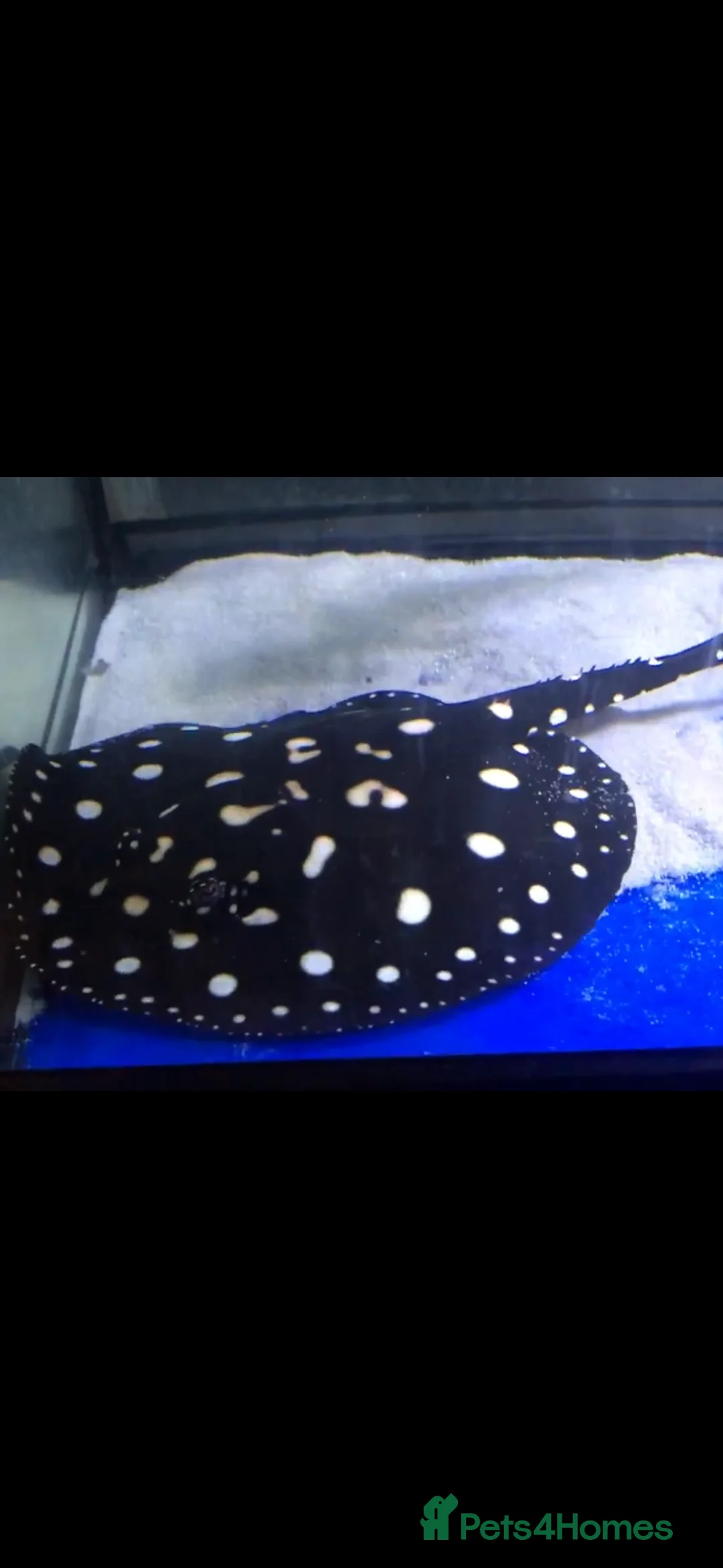 Other/Mixed Breed fish for sale: Black diamond stingray leopoldi in Reading - Advert 1