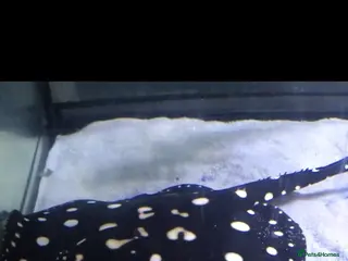 Other/Mixed Breed fish Black diamond stingray leopoldi - Advert 1