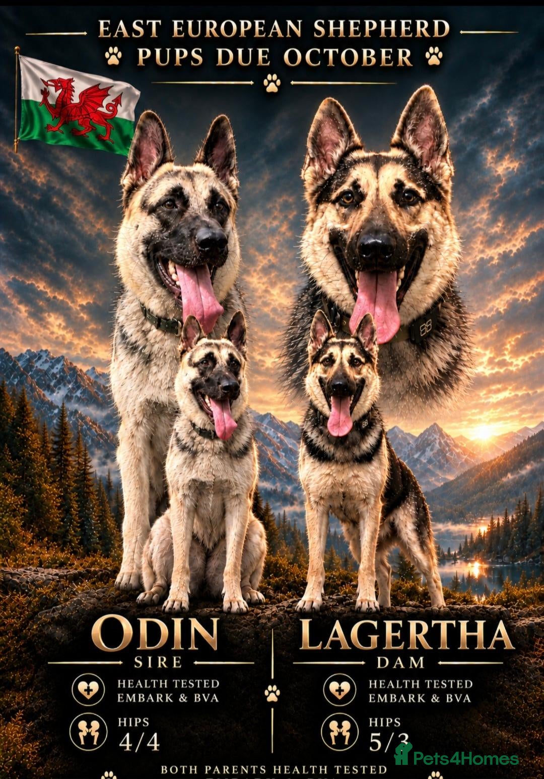 German Shepherd dogs East European Shepherd  - Advert 2