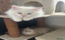 Siberian cats for sale: 😍 Siberian Neva Masquerade kittens 😍 - Image 30
