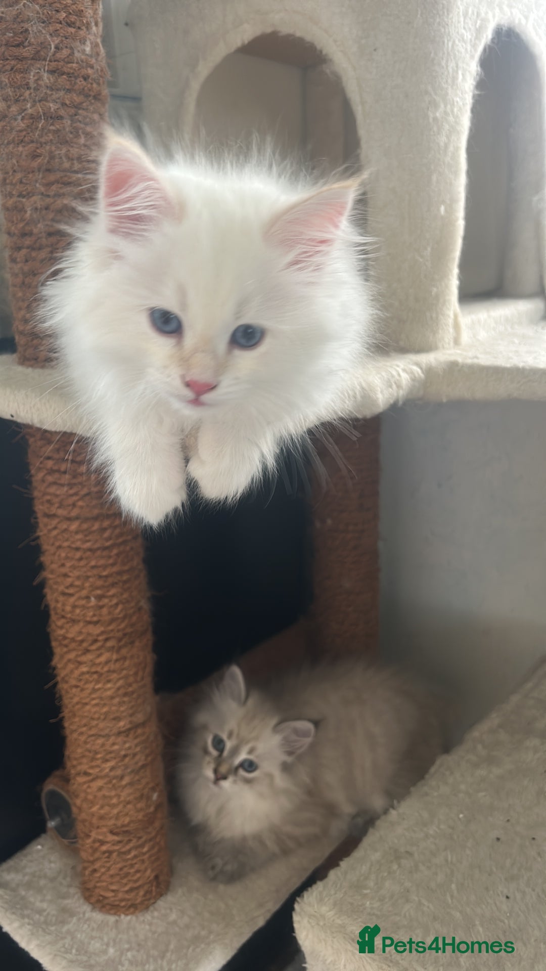 Siberian cats for sale: 😍 Siberian Neva Masquerade kittens 😍 - Image 30