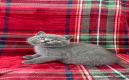 British Shorthair cats for sale: GCCF Health tested British Shorthaired kittens - Image 9
