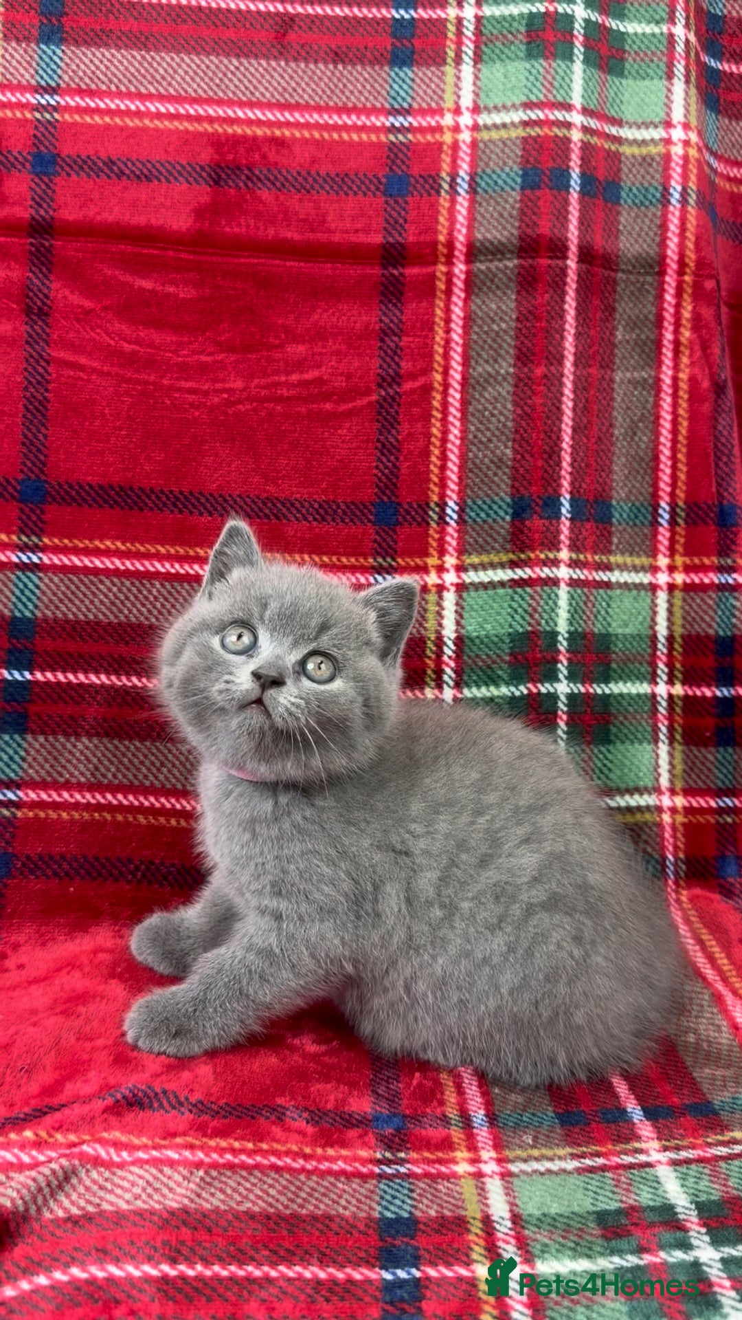 British Shorthair cats for sale: GCCF Health tested British Shorthaired kittens - Image 9