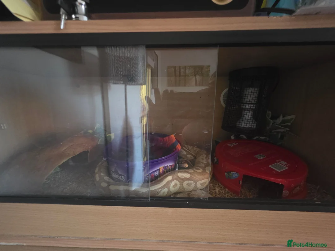 Mixed Breed reptiles for sale: Reptile Rehome look below for listing's. - Advert 2