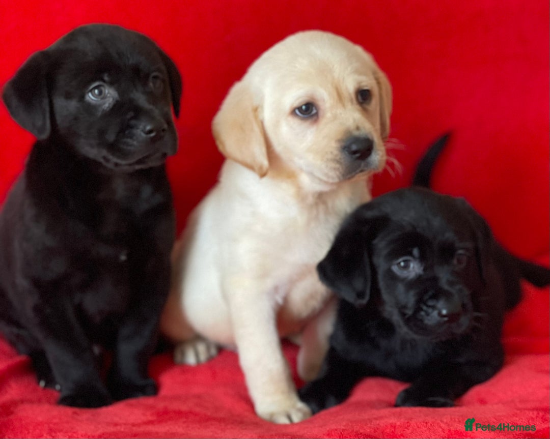 Labrador Retriever dogs for sale: Beautiful chunky Labrador pups NOW READY - Image 1