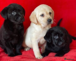 Labrador Retriever dogs - Advert 14