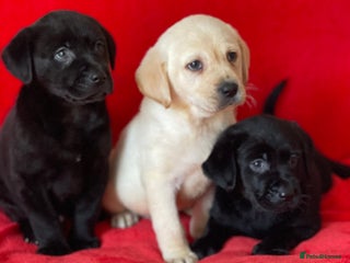 Labrador Retriever dogs - Advert 4