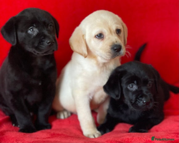 Labrador Retriever dogs - Advert 4