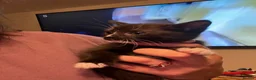 Mixed Breed cats for sale: 1 Female Kitten ready for her new home  - Advert 2