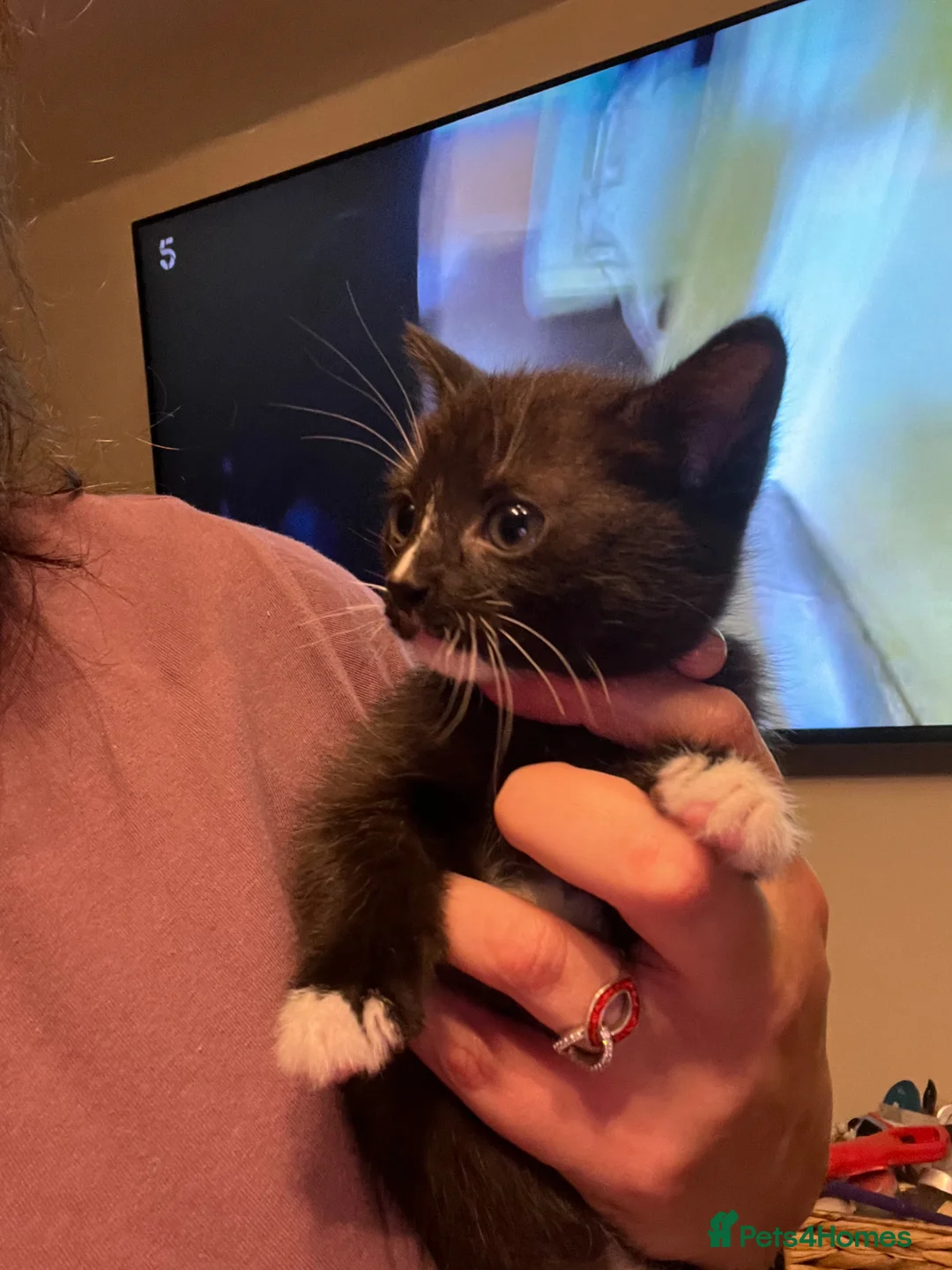 Mixed Breed cats for sale: 1 Female Kitten ready for her new home  - Advert 2