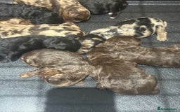 Toy Poodle dogs for stud: Chocolate Merle Toy Poodle at stud  - Image 15