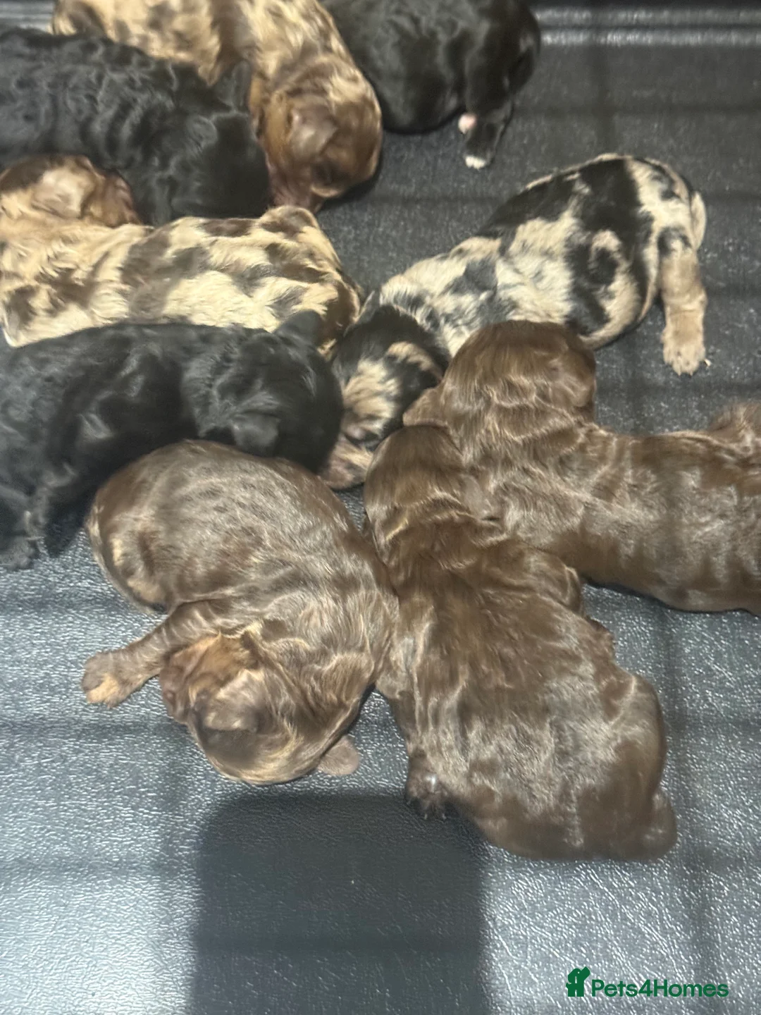 Toy Poodle dogs for stud: Chocolate Merle Toy tri gene stud  - Advert 15