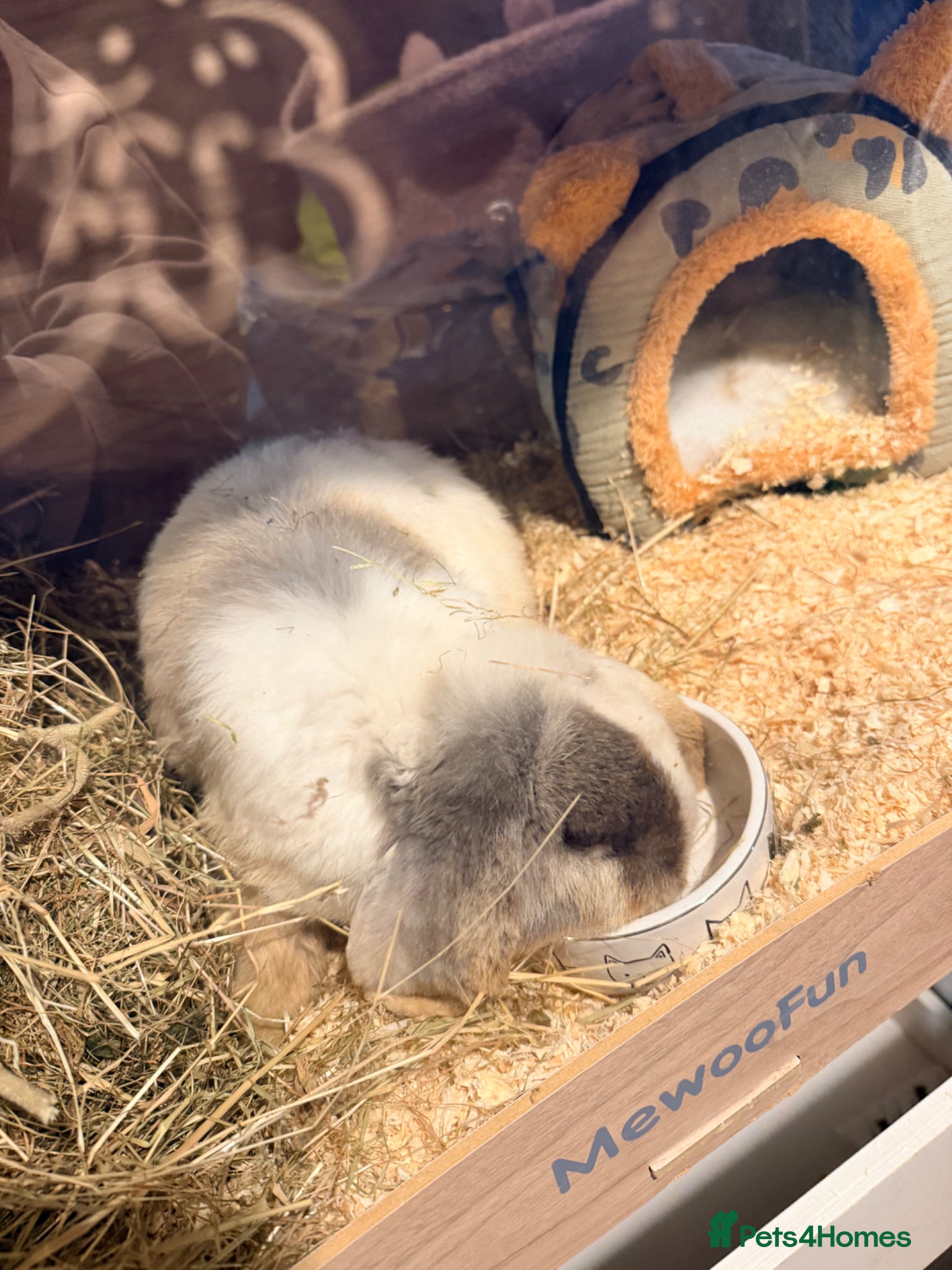 Mixed Breed rabbits Lop rabbit and 2 guinea pigs - Advert 1