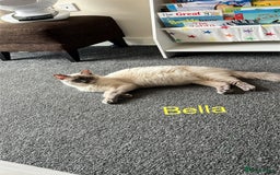 Ragdoll cats for sale:  Rehoming Ragdoll Cats. Indoor Homes Onlyz  - Image 2