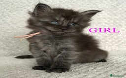 Maine Coon cats for sale: MaineCoon Kittens For Sale Black Smoke - Image 4