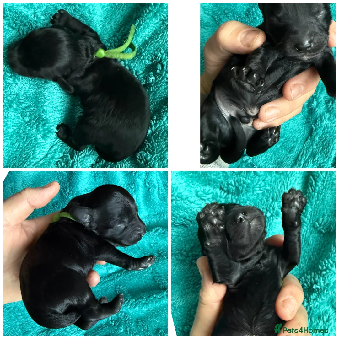 Cockapoo dogs for sale: F1b Cockapoo puppies 1 girl remaining - Advert 11