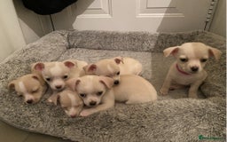 Chihuahua dogs for sale: beautiful chihuahua puppies available - Image 2