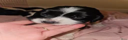 English Springer Spaniel dogs for sale: English Springer Spaniel KC Reg - working lines - Advert 11