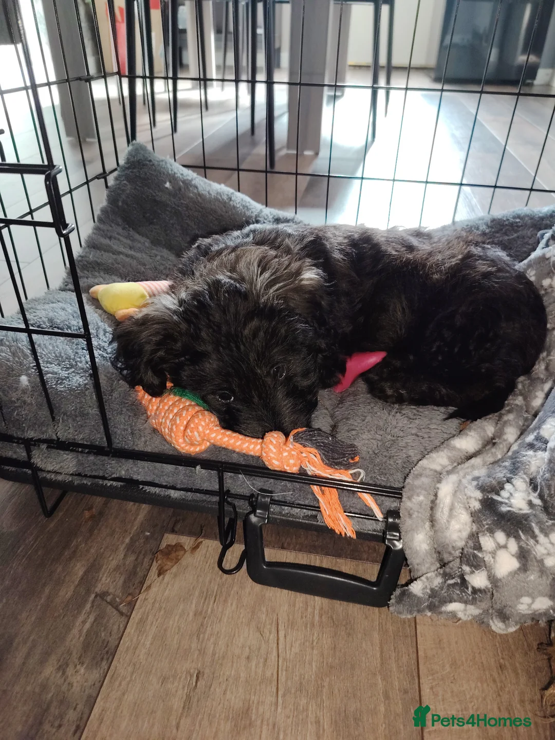 Mixed Breed dogs for sale: 11 week puppy for sale - Advert 7