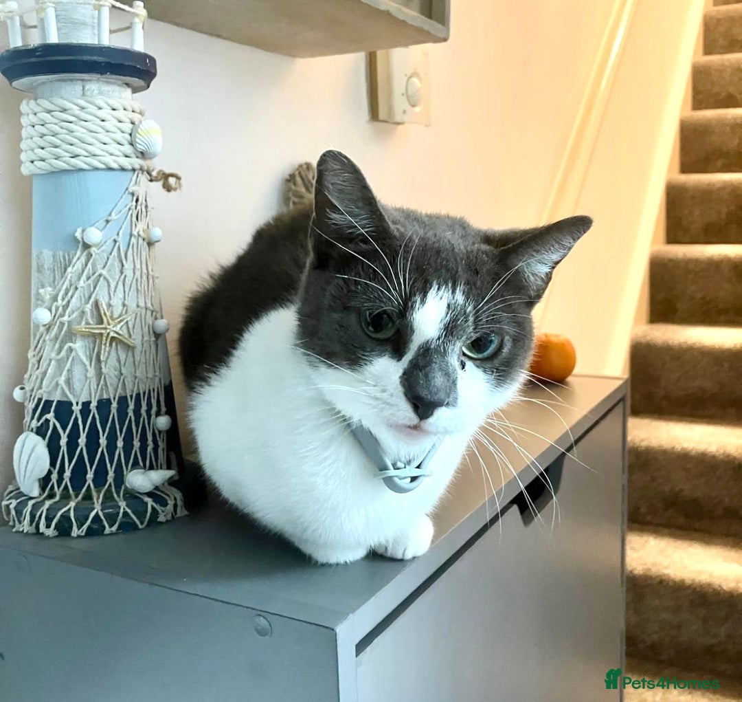 Mixed Breed cats for sale: Cat for sale  - Advert 2