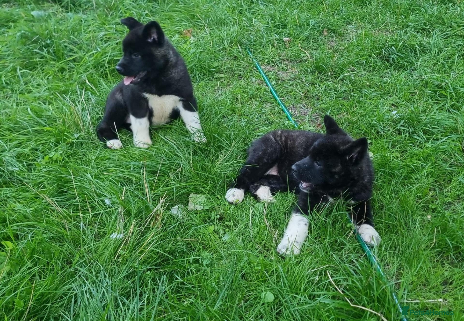Akita dogs American Akita Chunky Bears Ready  - Advert 1