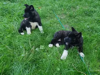 Akita dogs American Akita Chunky Bears Ready - Advert 1
