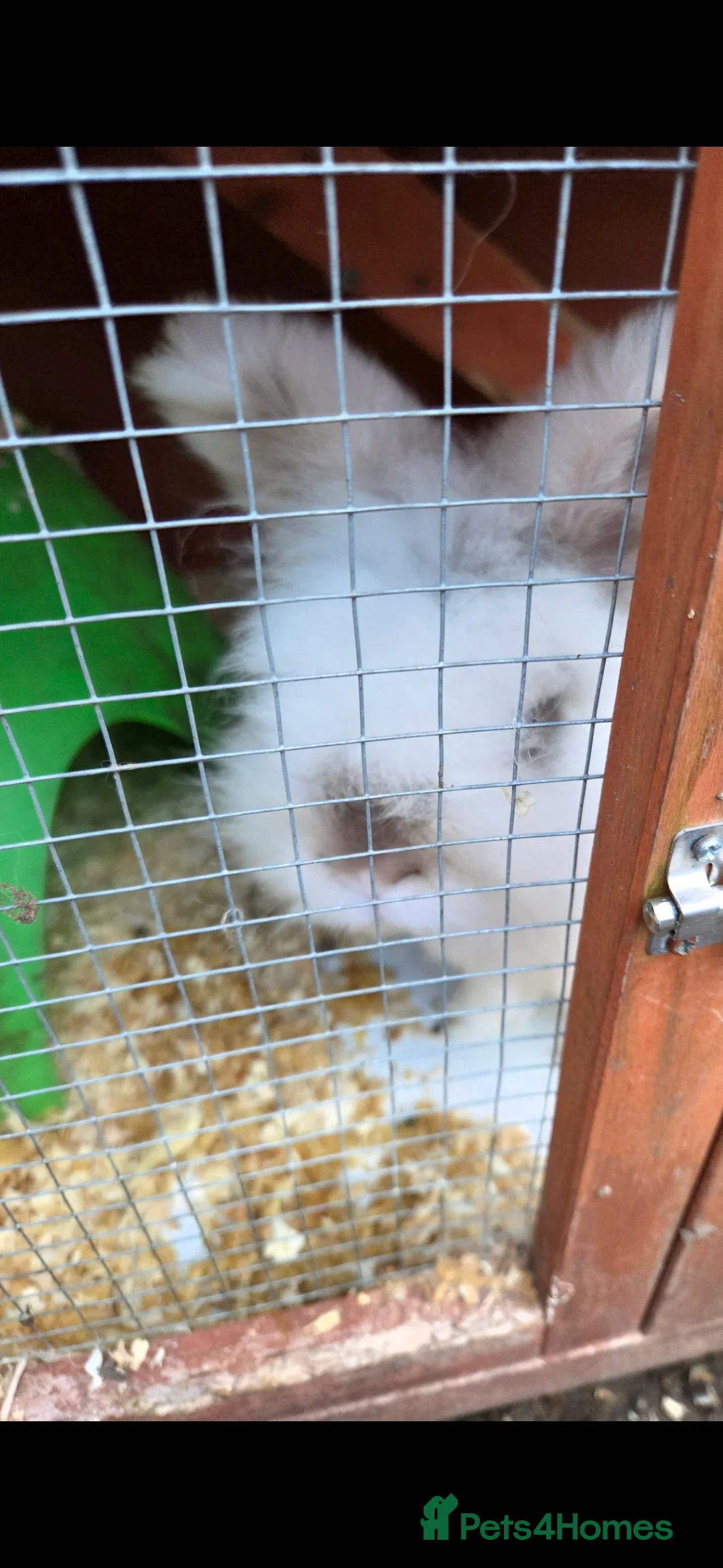 Lionhead rabbits for sale: Dwarf lionhead male rabbit - Advert 2