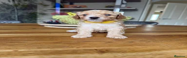 Toy Poodle (yellow collar)
