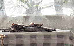Scottish Fold cats for sale: Scottish straight ears kittens,READY NOW! - Image 7