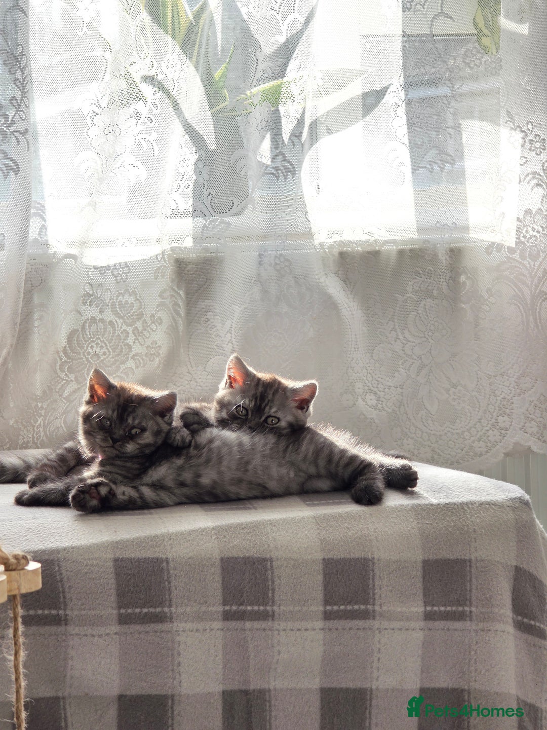 Scottish Fold cats for sale: Scottish straight ears kittens,READY NOW! - Image 7