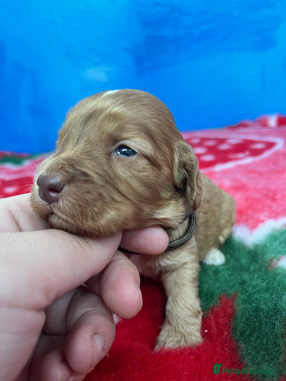 Cockapoo dogs for sale: Cockapoo puppies Rainbow litter  - Image 17