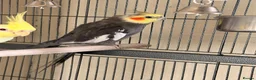 Cockatiels birds for sale: Cockatiels for sale in Watford - Advert 5