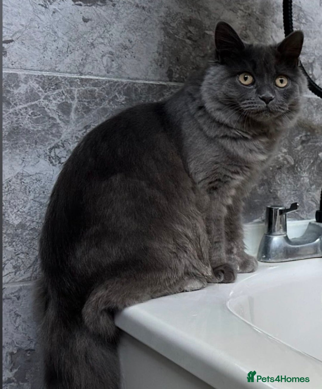 British Longhair cats for sale: British longhair  - Advert 2