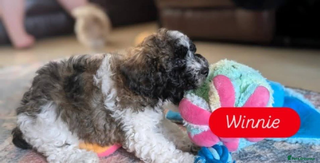Poochon dogs for sale: Poochon pups stunning Rare colours - Image 24