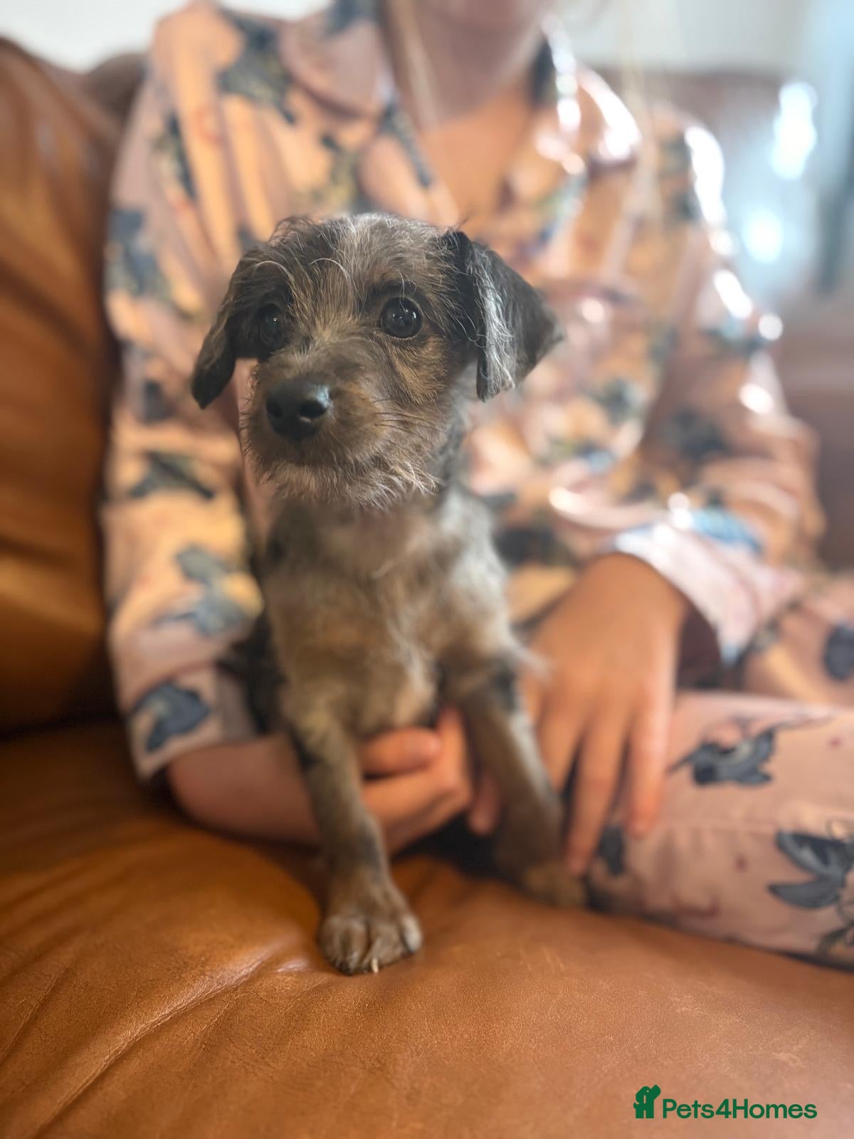 Jackapoo dogs Tiny Jackapoo’s *REDUCED ..READY TO COLLECT* - Advert 2