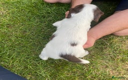 English Springer Spaniel dogs for sale: Exceptional Working & Trialing Lines  - Image 7