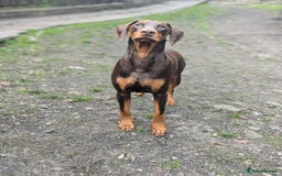 Dobermann dogs for sale: *HEALTH TESTED,HOME REARED,STUNNING DOBERMAN PUPS - Image 35