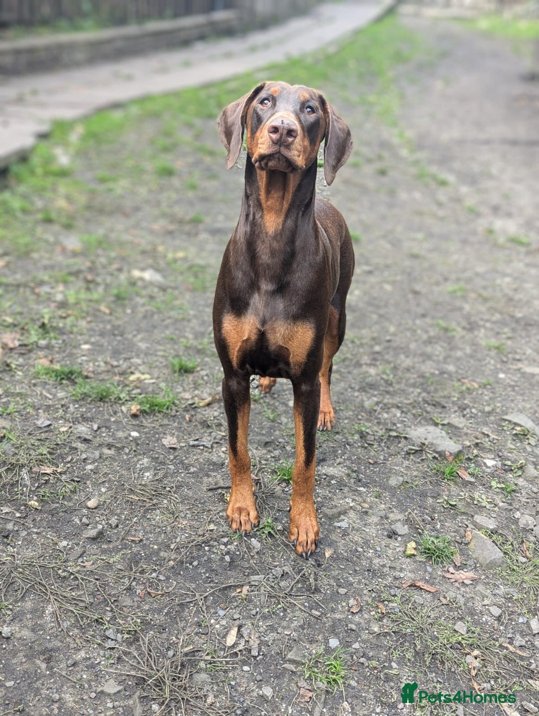Dobermann dogs for sale: *HEALTH TESTED,HOME REARED,STUNNING DOBERMAN PUPS - Image 35