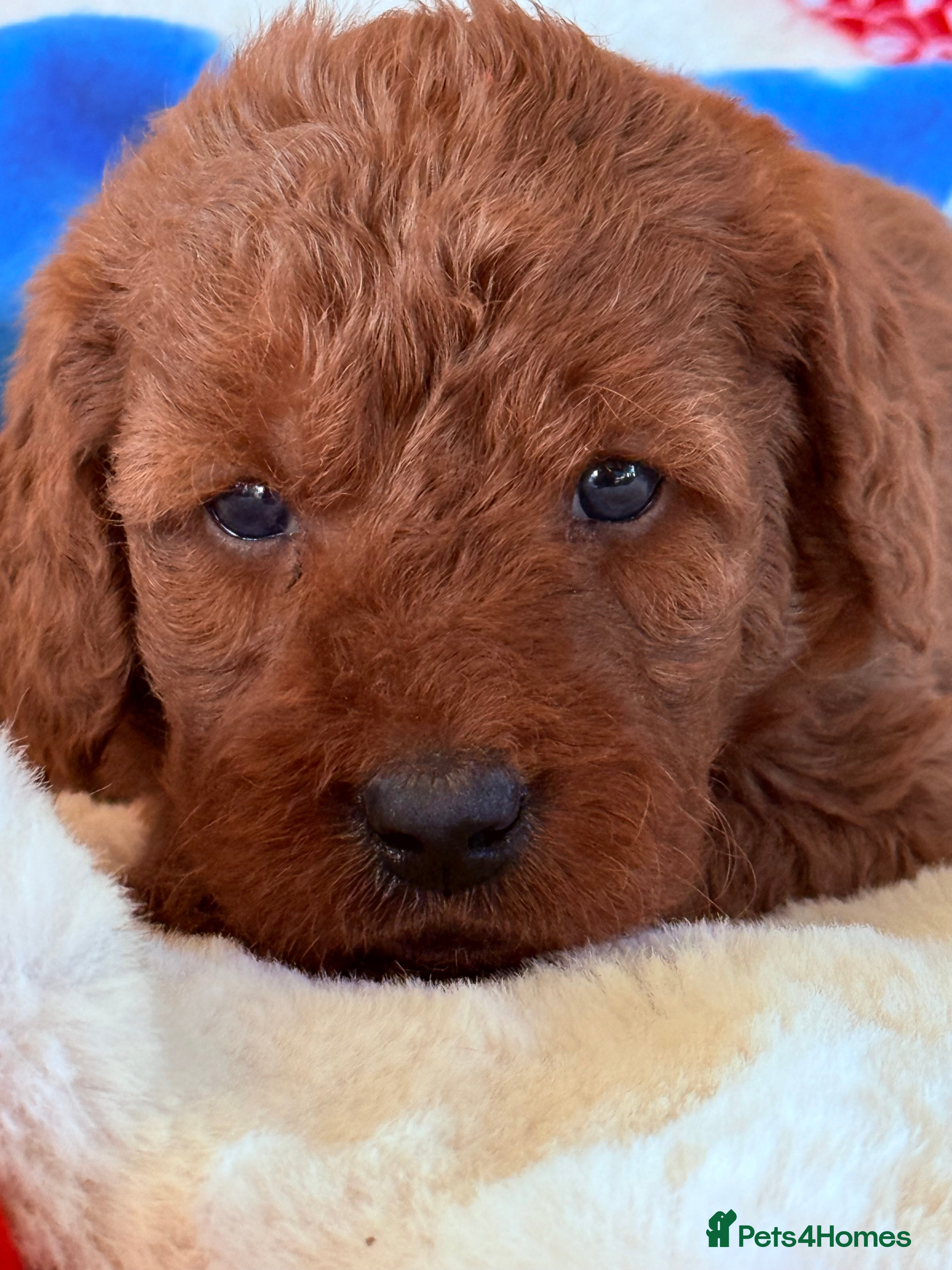 Labradoodle dogs Australian labradoodles  - Advert 5