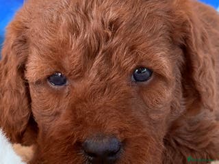 Labradoodle dogs Australian labradoodles - Advert 6